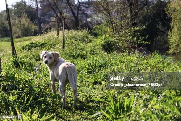 sweet angel portrait of dog standing on field looking over shoulder at camera,porto,portugal - dog looking over shoulder stock pictures, royalty-free photos & images