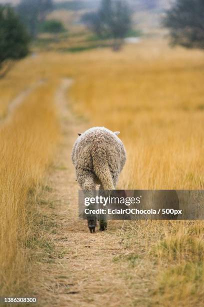 3,237 Back Sheep Stock Photos, High-Res Pictures, and Images - Getty Images