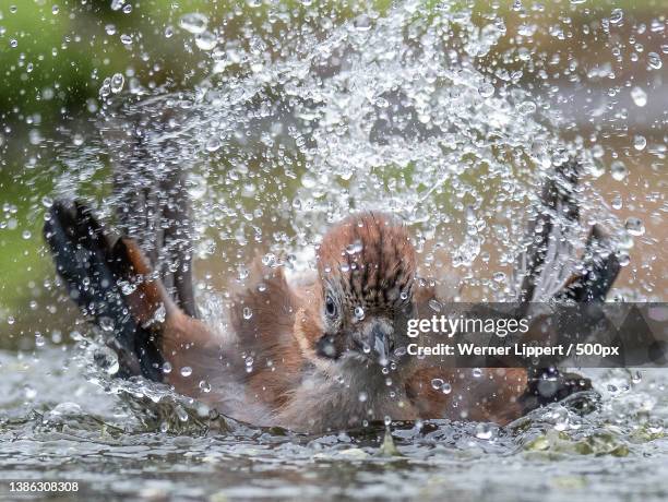 Bird Splash 1.519 Bird Water Splash Stock Photos, High-Res Pictures, and Images ...