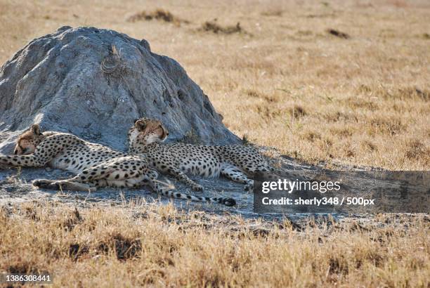 young cheetahs lying on grass under shaded dirt mound - afrikaans jachtluipaard stockfoto's en -beelden