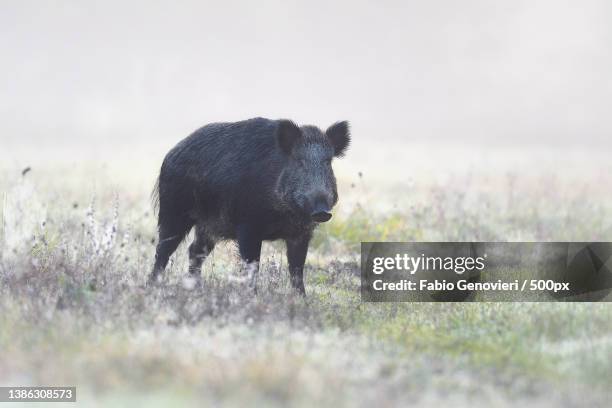 wild boar in the fog in frost covered field - wildschwein stock-fotos und bilder