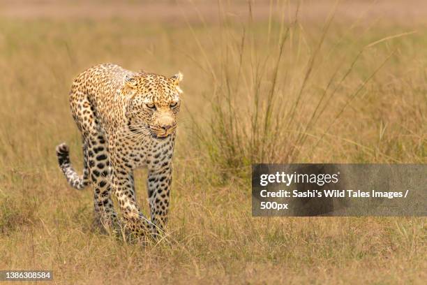 a leopard walking on a field,maasai mara national reserve,kenya - african leopard stock pictures, royalty-free photos & images