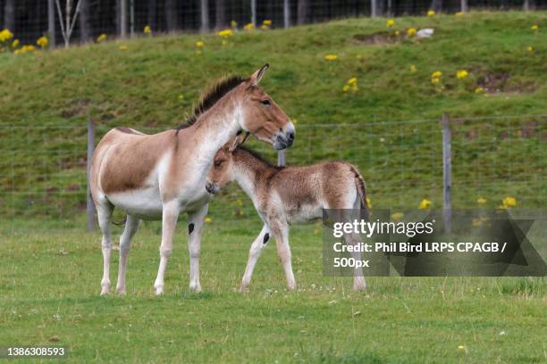 two donkeys grazing and feeding young in fenced pasture - przewalski horse stock pictures, royalty-free photos & images