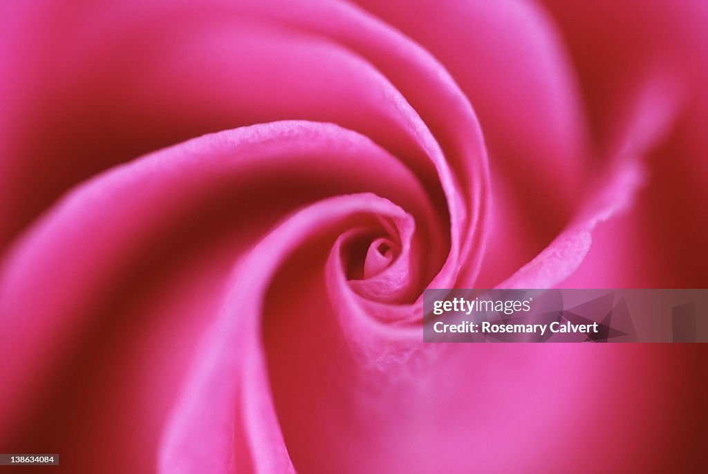 Petal swirl at center of pink rose in soft focus