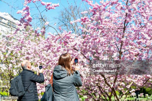 un couple prenant photo de sakura (prunus serrulata) en fleurs dans le parc du luxembourg – paris - jardin du luxembourg photos et images de collection