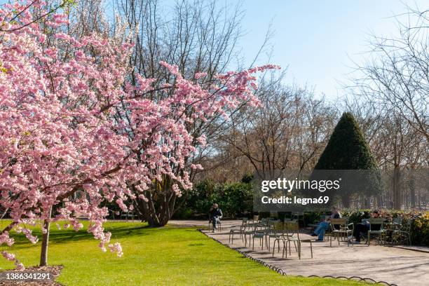 sakura (prunus serrulata) blüht im parc du luxembourg – paris - parc public stock-fotos und bilder