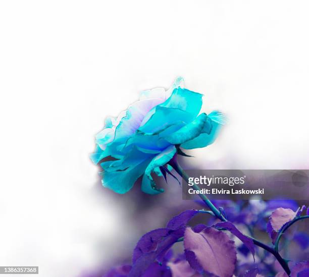 single rose turquoise purple - single rose stock pictures, royalty-free photos & images