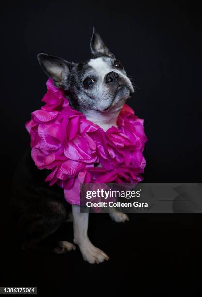 boston terrier dog in pink garland - boston terrier stockfoto's en -beelden