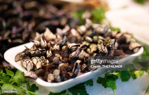 percebes spanish gooseneck barnacles - barnacle stock pictures, royalty-free photos & images