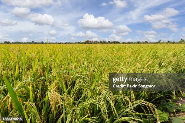 green rice fields in thailand - reisfeld stock-fotos und bilder
