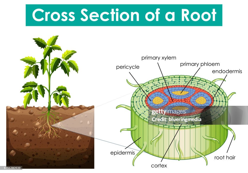 Elliptic Cross Section Roots Diagram Showing Cross Section Of A Root High-Res Vector Graphic - Getty ...