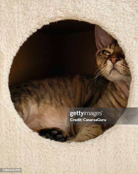 devon rex cat relaxing in a cat tree box - cat box stock pictures, royalty-free photos & images