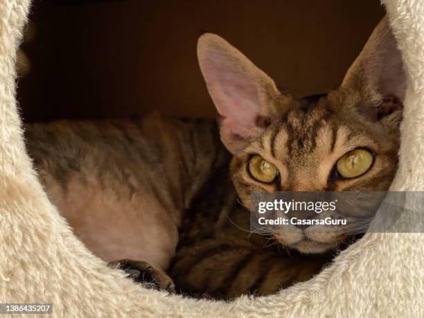 cute male devon rex cat relaxing inside a cat tree box - cat box stock pictures, royalty-free photos & images