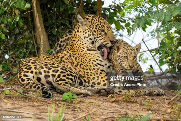 jaguar mother and cub - jaguar cat stock pictures, royalty-free photos & images