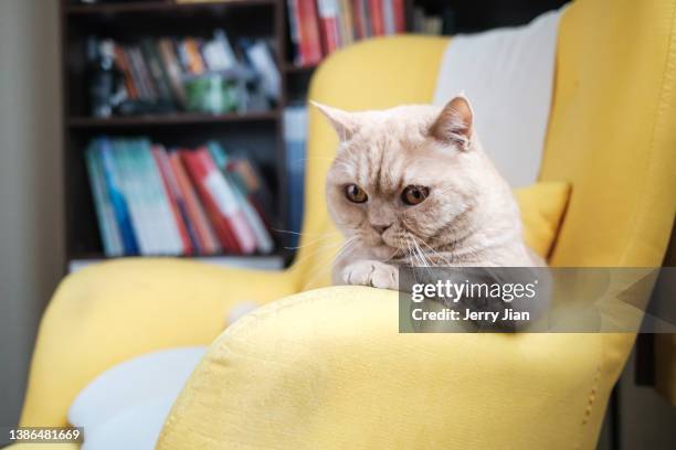 cat looks blue on the sofa - cat indoors stock pictures, royalty-free photos & images
