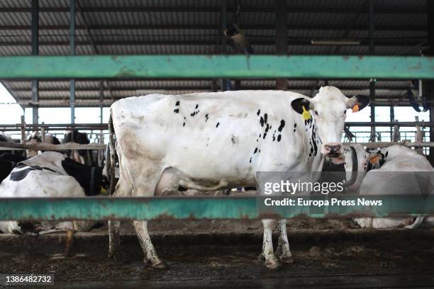 Dairy cow, of the Friesian cattle breed, on the premises of the farm, Sociedad Agraria de Transformacion Hermanos Miguel, on March 19, in Talavera de...
