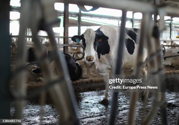 Dairy cow, of the Friesian cattle breed, on the premises of the farm, Sociedad Agraria de Transformacion Hermanos Miguel, on March 19, in Talavera de...