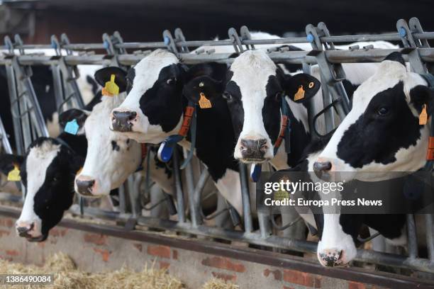 Several dairy cows, of the Friesian cattle breed, eat feed and cereals, at the facilities of the farm, Sociedad Agraria de Transformacion Hermanos...