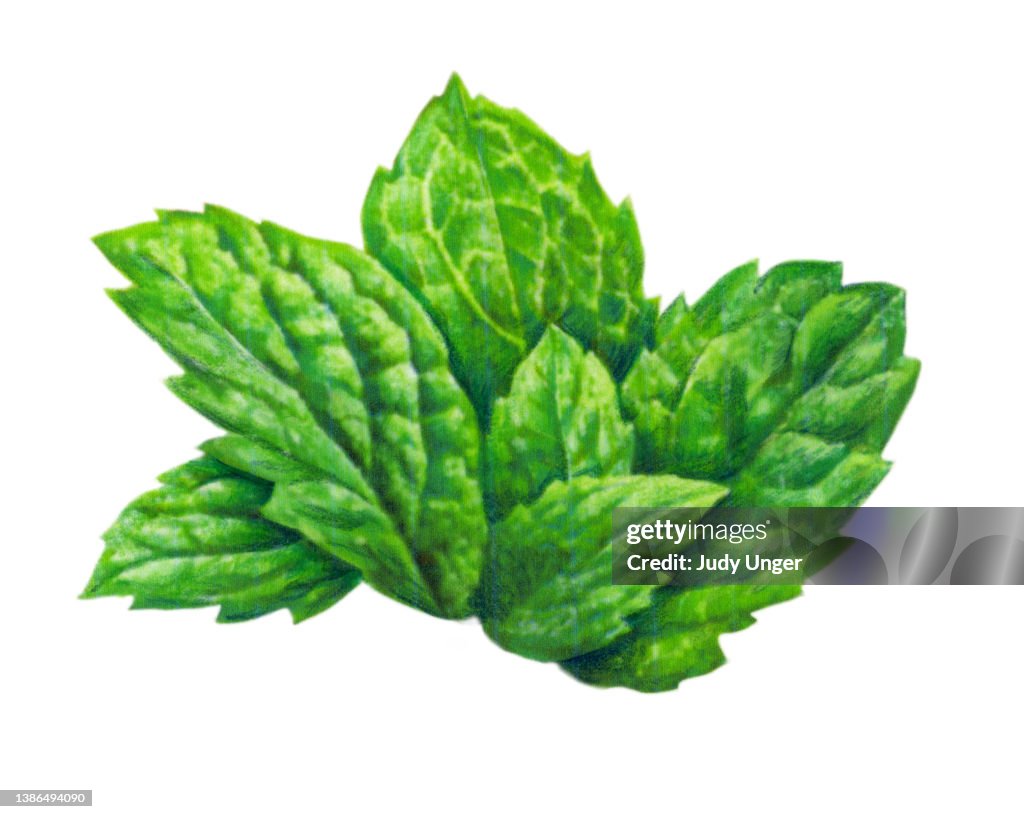 Mint Leaves