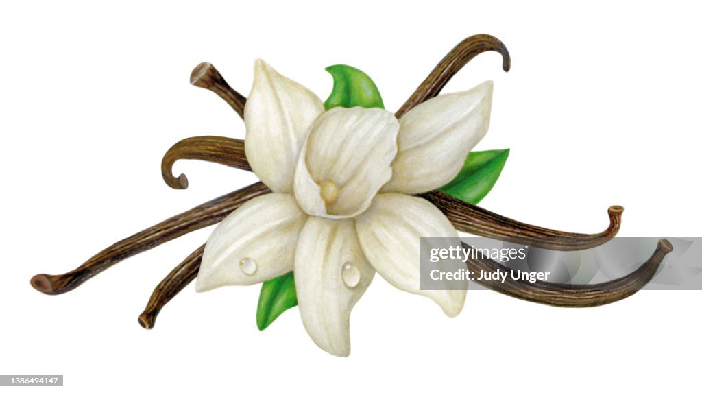 Vanilla Orchid and Beans