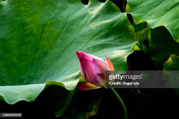 lotus buds and leaves - lotus petal stock pictures, royalty-free photos & images