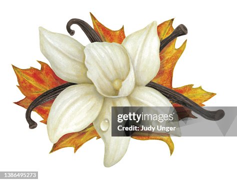 Maple Vanilla Maple Vanilla