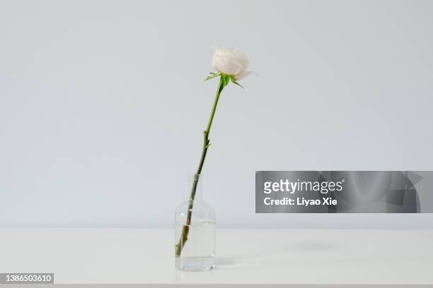 single white rose on the table - rosa singola foto e immagini stock