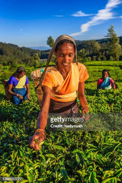 tamil women plucking tea leaves on plantation, ceylon - sri lanka and tea plantation stock pictures, royalty-free photos & images