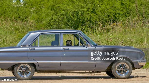 curious dog in old blue car - century of progress exhibition stock pictures, royalty-free photos & images