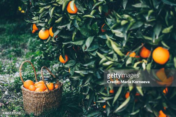 fresh orange at basket in the orange orchard. - orange grove stock-fotos und bilder