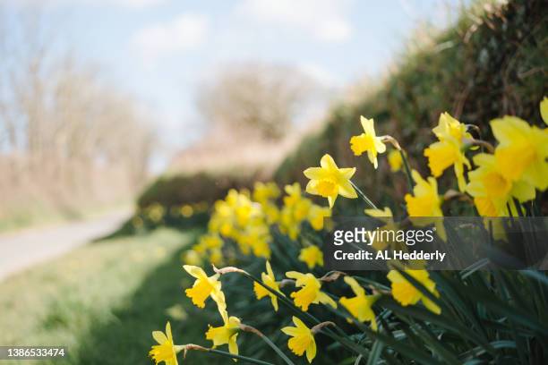daffodils growing in a grass verge - 道端の草地 ストックフォトと画像