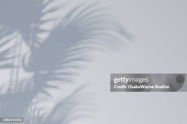 blurred shadow of plants on grey wall - palms foto e immagini stock