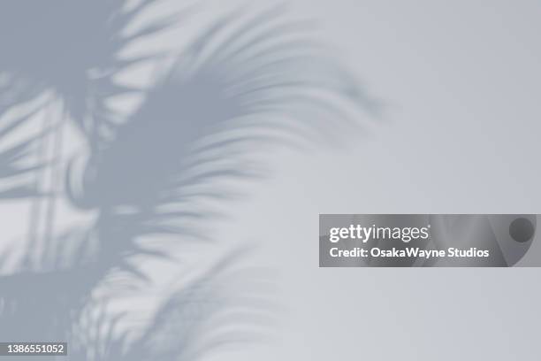 blurred shadow of plants on grey wall - palmboom stockfoto's en -beelden