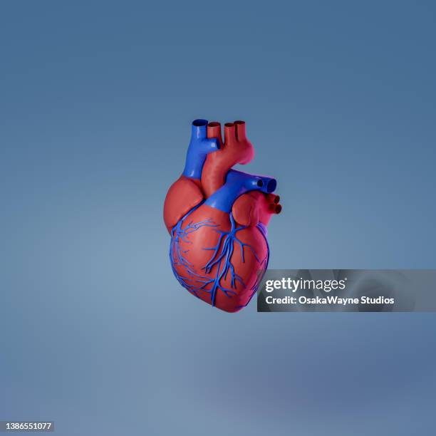 model of heart with blood vessels as inputs and outputs - coeur organe interne photos et images de collection