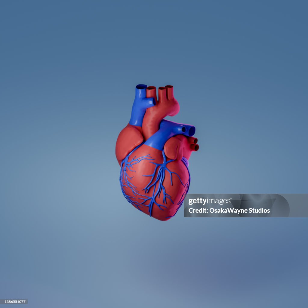 Model of heart with blood vessels as inputs and outputs
