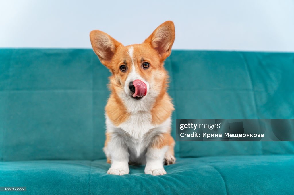 Cute Welsh corgi Pembroke or cardigan puppy is sitting on the couch and licking its lips, front view. Hungry dog hints at feeding or is satisfied after a delicious dinner.