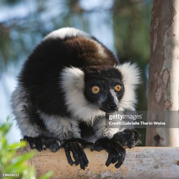 Blackandwhite Ruffed Lemur, Foto de stock