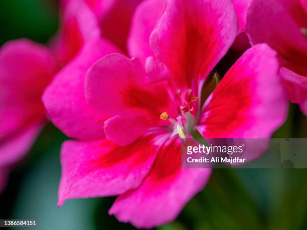 geranium flower - geranium photos et images de collection