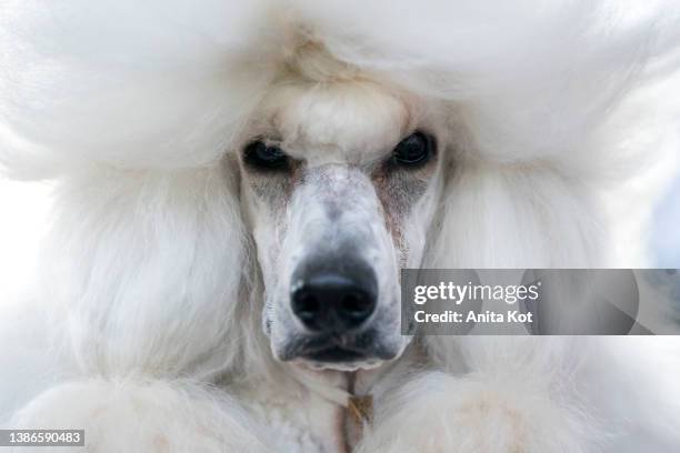 king poodle portrait - standard poodle stock-fotos und bilder