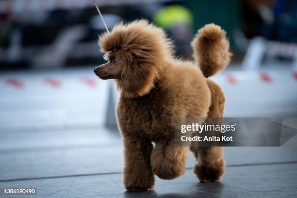 running poodle - brown poodle stockfoto's en -beelden