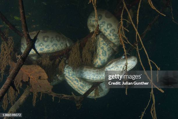 green anaconda submerged in the rio formoso, brazil - オオヘビ ストックフォトと画像