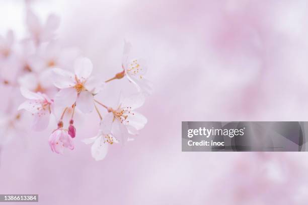 close-up of sakura flowers - cherry blossoms bloom in tokyo stock pictures, royalty-free photos & images