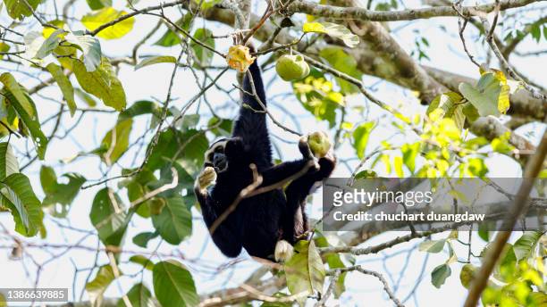 pileated gibbon (hylobates pileatus) eat ripe lace on a tree in nature, tropical forest - pileated gibbon stock pictures, royalty-free photos & images
