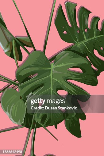 Monster plant leaves pattern Monster plant leaves pattern