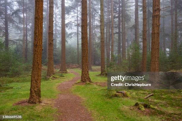 イギリス、イギリス、イ��ギリス、ニューフォレスト国立公園、ニューフォレスト国立公園 - forest floor ストックフォトと画像