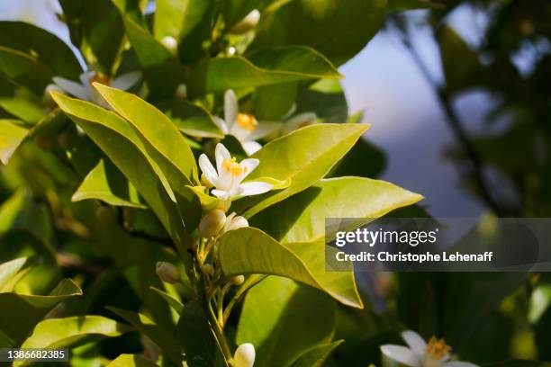 mandarin flowers in gran canaria island - citrus blossom stock pictures, royalty-free photos & images