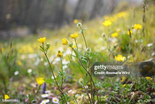 yellow and white wildflowers in natural surroundings - ox eye daisy stock pictures, royalty-free photos & images