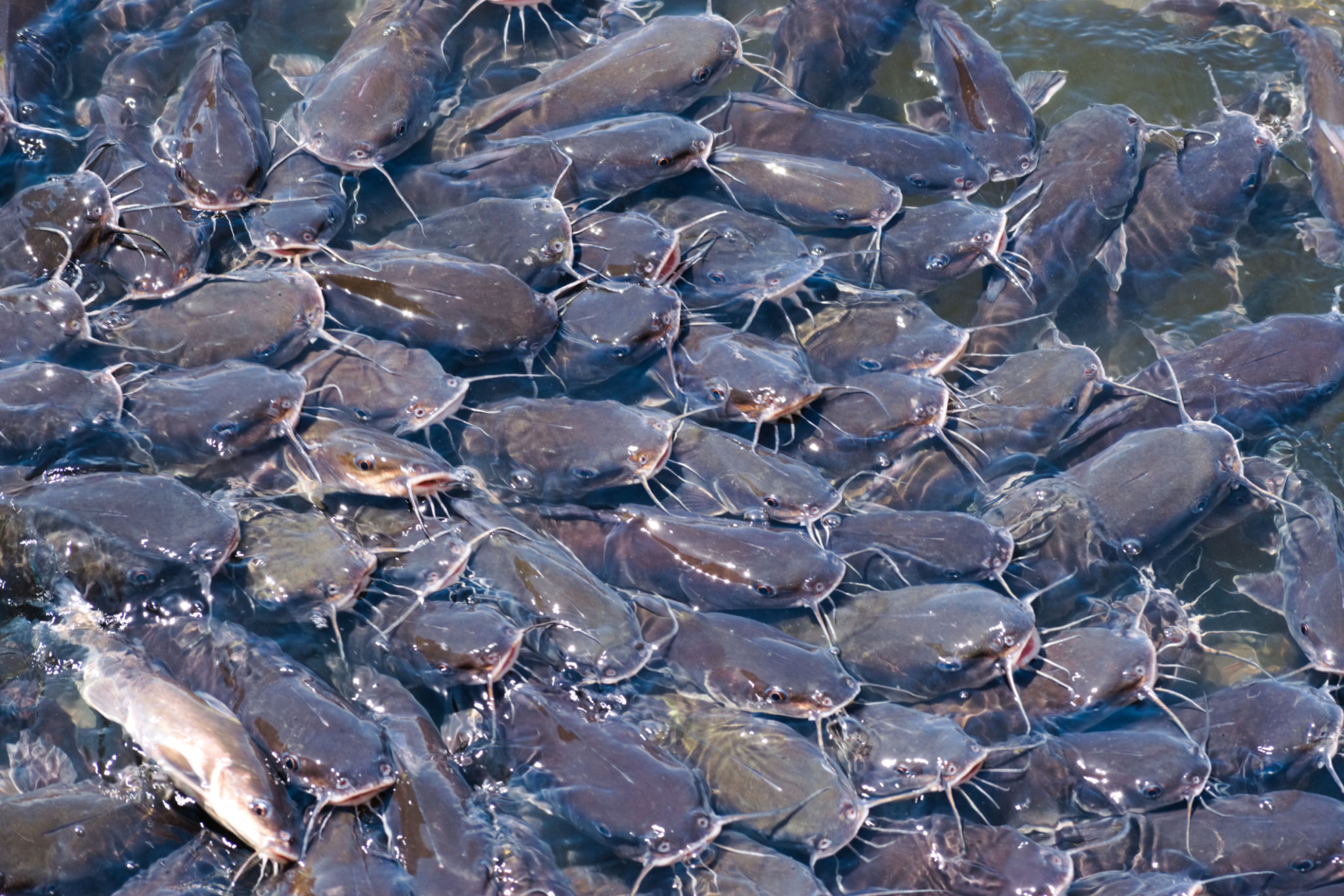 Millions Catfishes Fight for Food. Millions Catfishes Fight for Food.