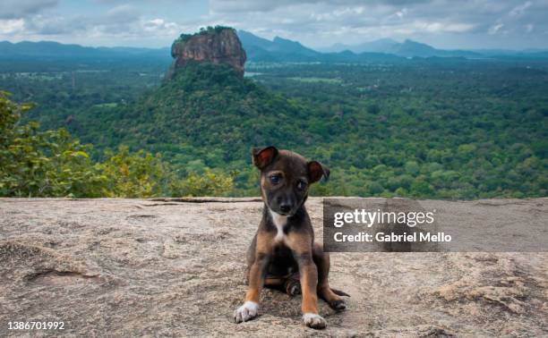 puppy in the top of pidurangala rock sigiriya - sri lanka little mountain fotografías e imágenes de stock