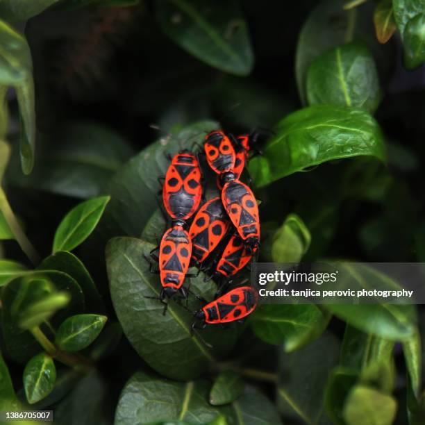 group of firebugs on green leaves - käfer stock-fotos und bilder